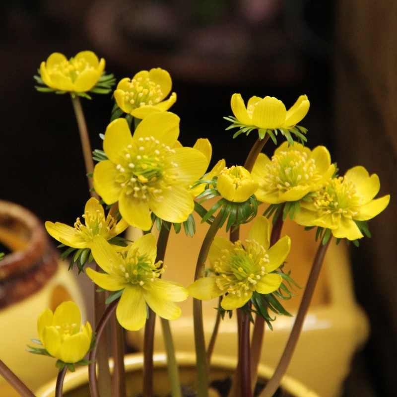 Eranthis cilicica