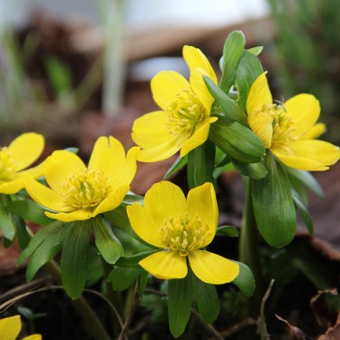 Eranthis hyemalis