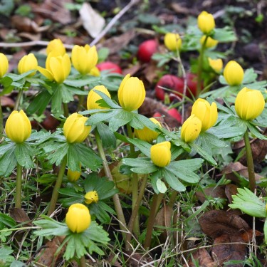 Eranthis hyemalis