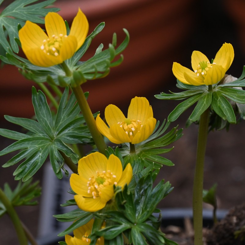 Eranthis longistipitala