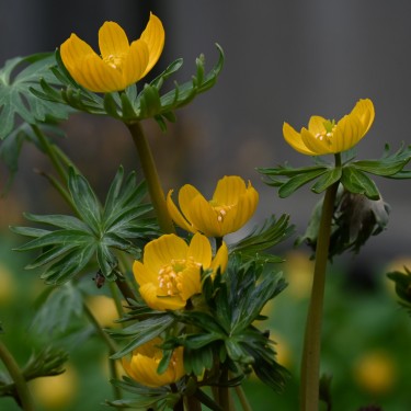 Eranthis longistipitala