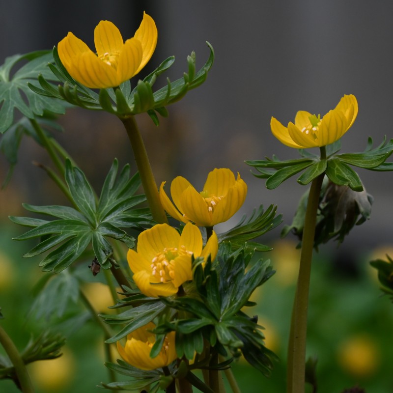 Eranthis longistipitala
