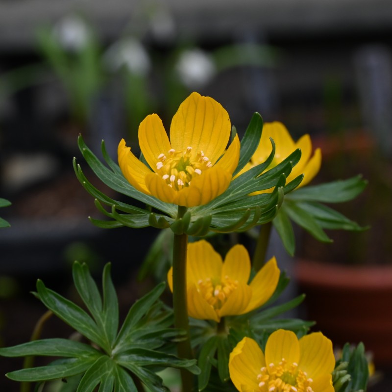 Eranthis longistipitala
