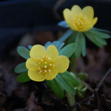 Eranthis hyemalis 'Orange Glow'