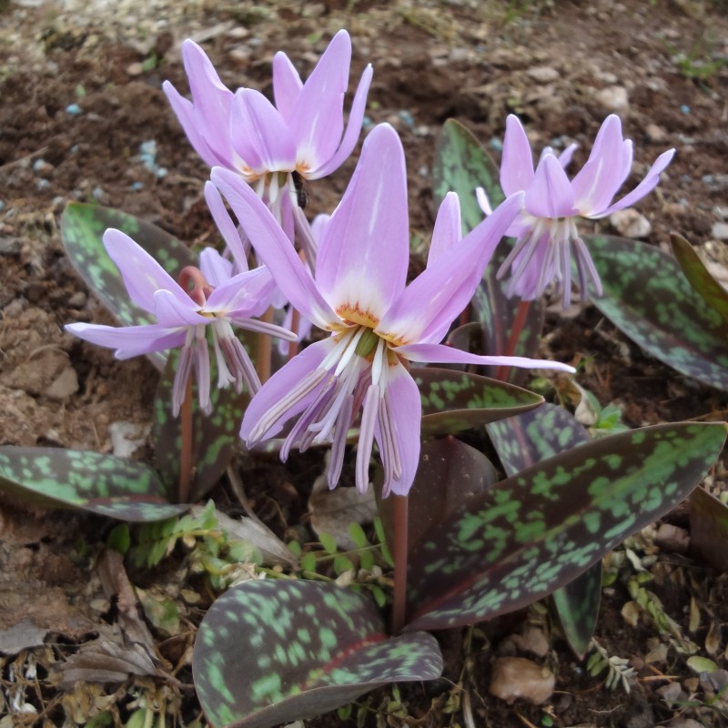 Erythronium dens-canis 'Moerheimii'