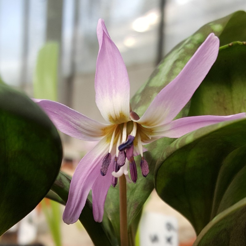 Erythronium dens-canis 'Moerheimii'