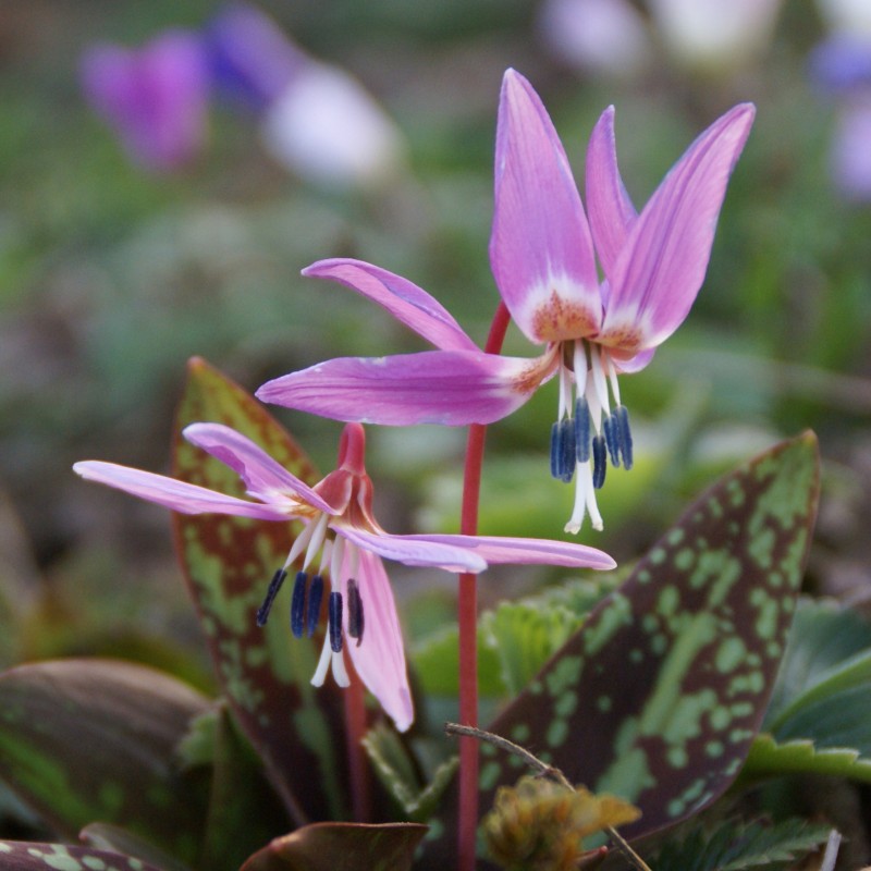 Erythronium dens-canis 'Purple King'
