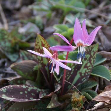 Erythronium dens-canis 'Purple King'