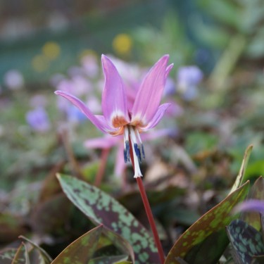 Erythronium dens-canis 'Purple King'