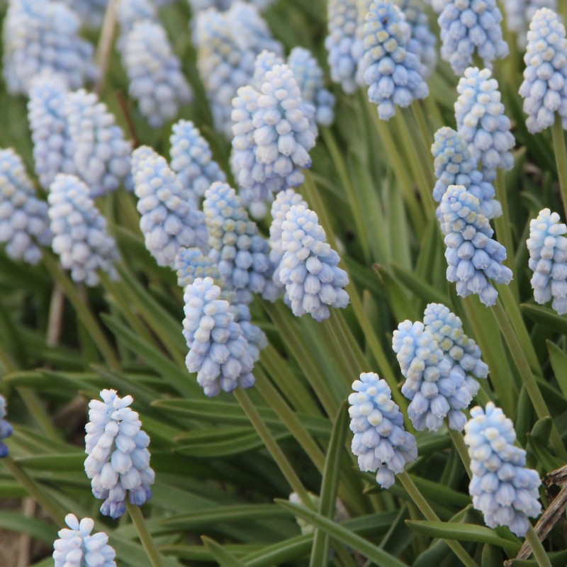 Muscari 'Baby's Breath'