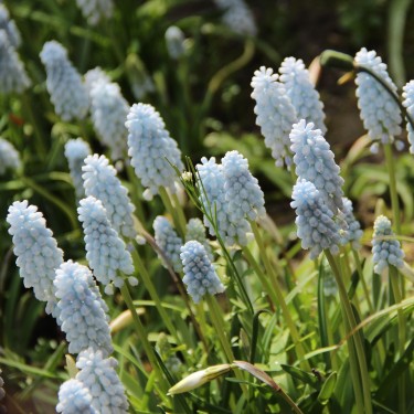 Muscari 'Baby's Breath'