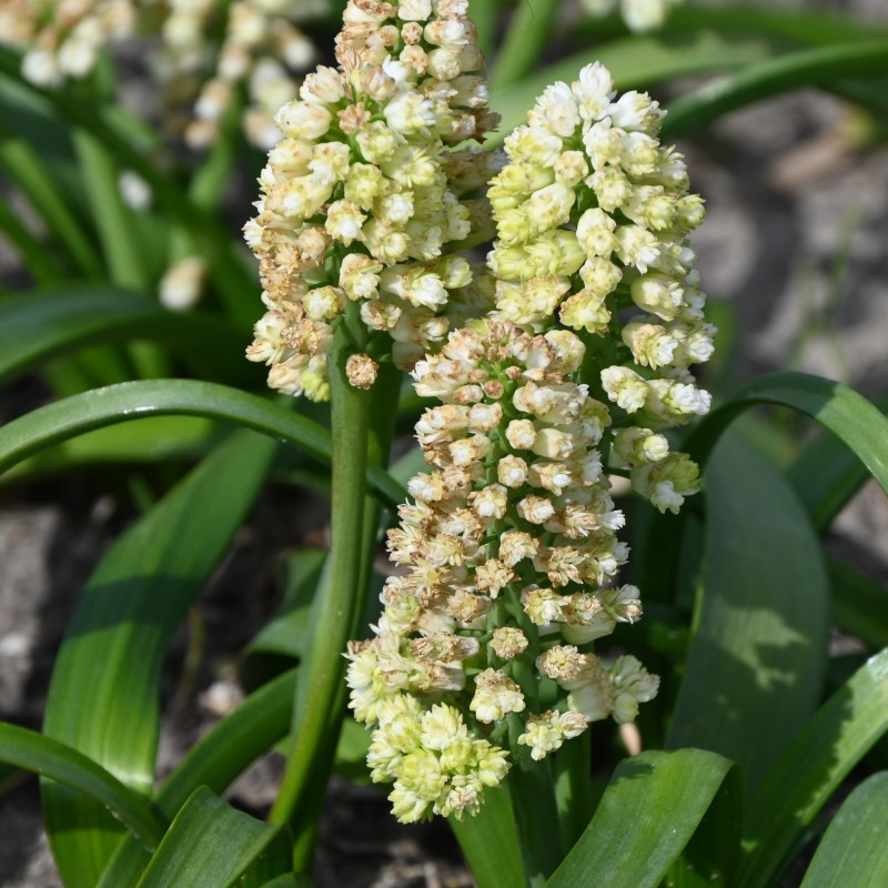 Muscari 'Lady Madonna'