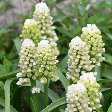 Muscari 'Lady Madonna'