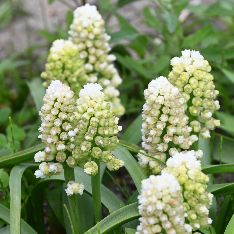 Muscari 'Lady Madonna'