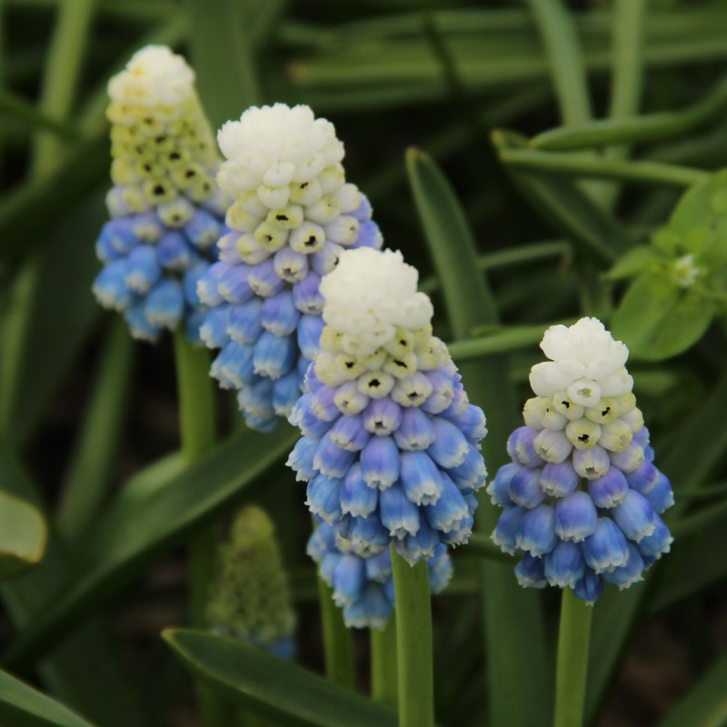 Muscari 'Mountain Lady'