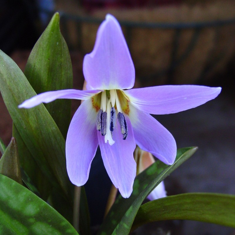 Erythronium dens-canis 'Rose Queen'