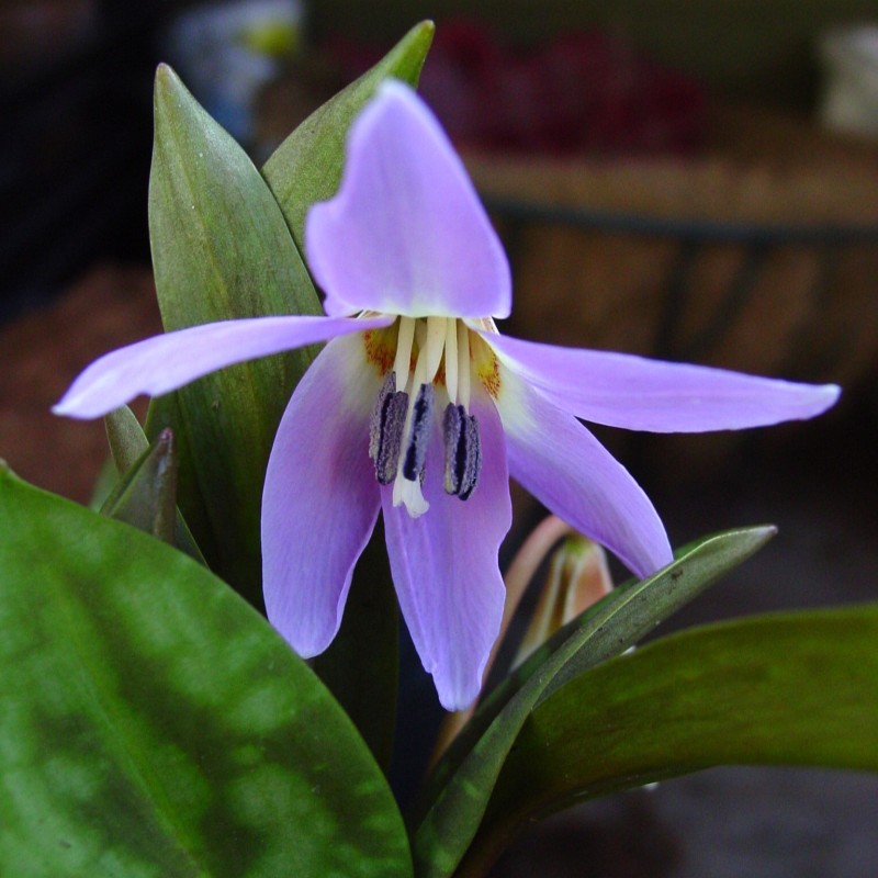 Erythronium dens-canis 'Rose Queen'