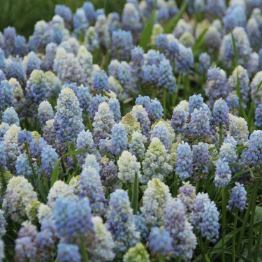 Muscari 'Nature's Beauty'