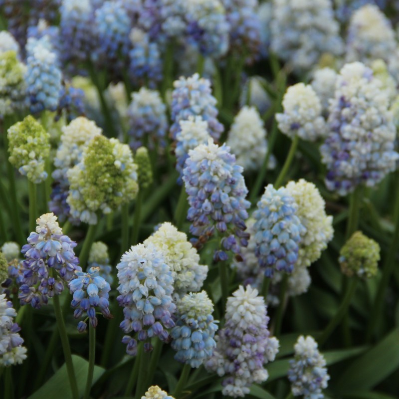 Muscari 'Nature's Beauty'