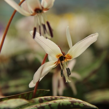 Erythronium dens-canis 'Snowflake'