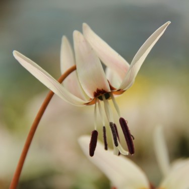 Erythronium dens-canis 'Snowflake'