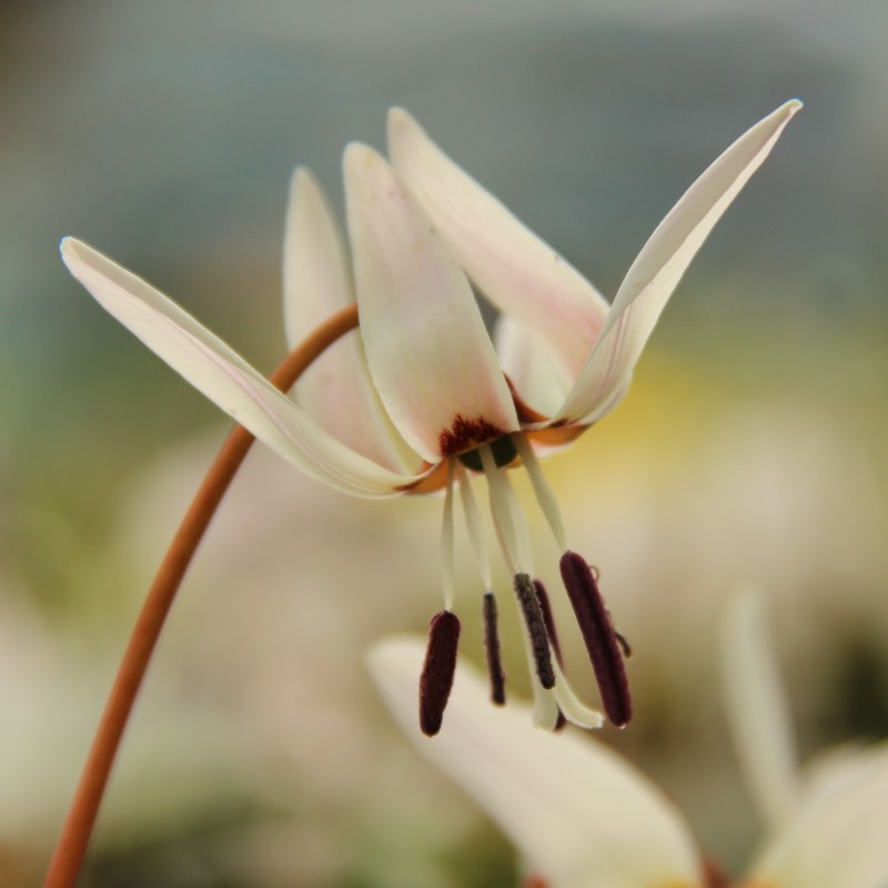 Erythronium dens-canis 'Snowflake'