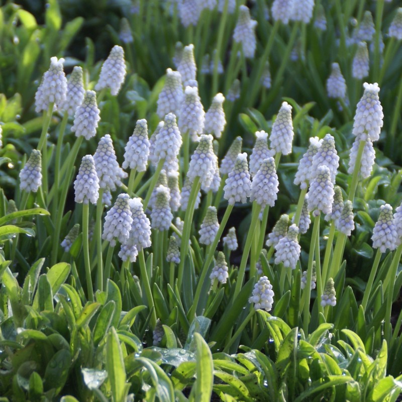 Muscari 'Peppermint'