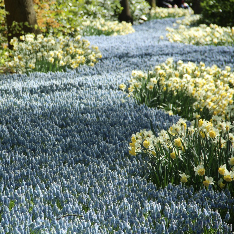 Muscari 'Peppermint'