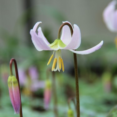Erythronium revolutum 'Pink Beauty'
