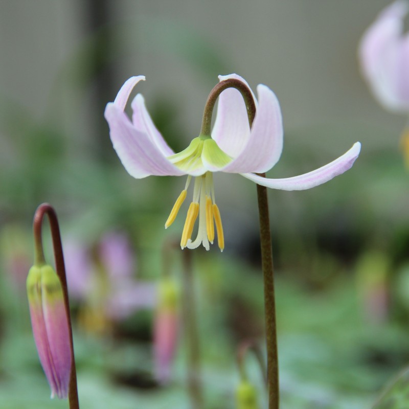 Erythronium revolutum 'Pink Beauty'