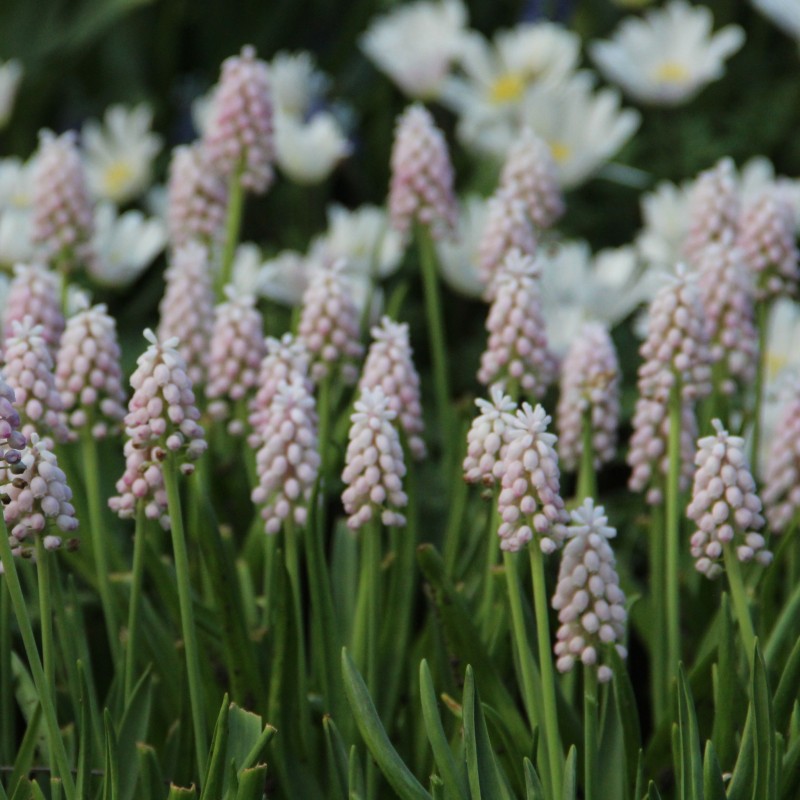 Muscari 'Pink Sunrise'
