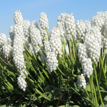 Muscari 'White Pearl'