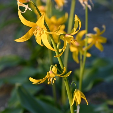 Erythronium tuolumnense