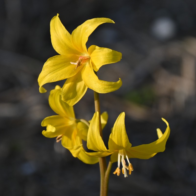 Erythronium tuolumnense