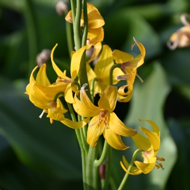 Erythronium tuolumnense