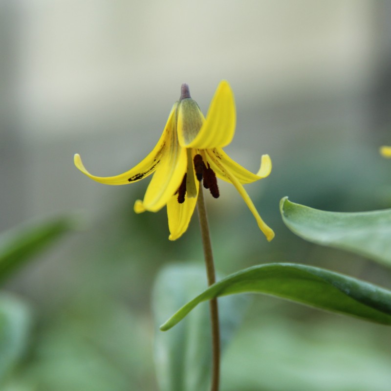 Erythronium umbilicatum Erythronium umbilicatum