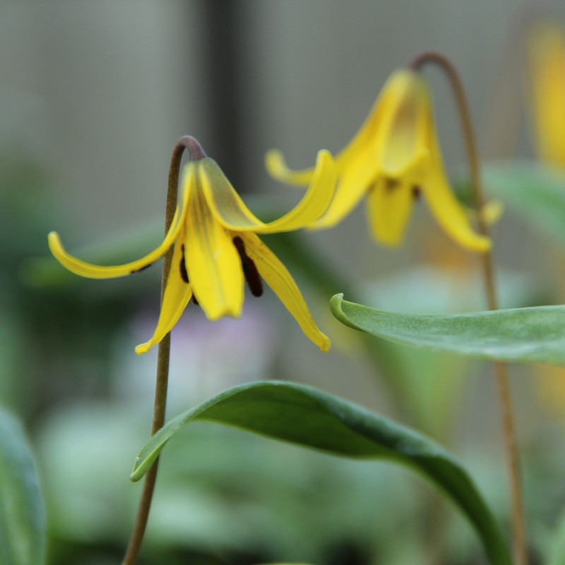 Erythronium umbilicatum Erythronium umbilicatum
