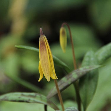 Erythronium umbilicatum Erythronium umbilicatum