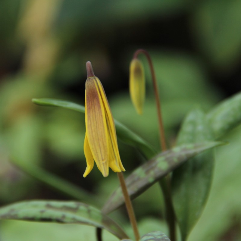 Erythronium umbilicatum Erythronium umbilicatum