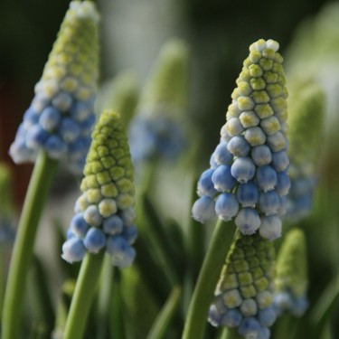 Muscari armeniacum 'Manon'