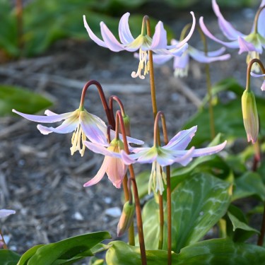 Erythronium x revolutum 'Kinfauns Pink' Erythronium x revolutum 'Kinfauns Pink'