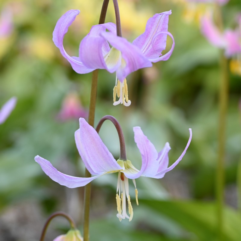 Erythronium x revolutum 'Kinfauns Pink' Erythronium x revolutum 'Kinfauns Pink'
