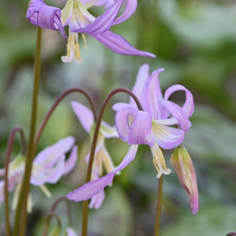 Erythronium x revolutum 'Kinfauns Pink' Erythronium x revolutum 'Kinfauns Pink'