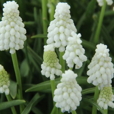 Muscari armeniacum 'Siberian Tiger'