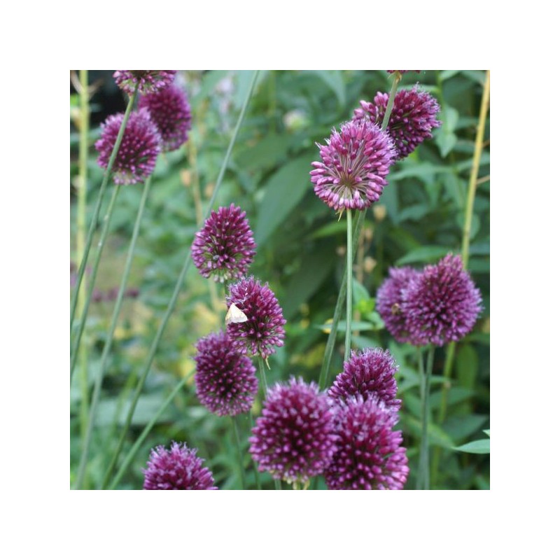 Allium sphaerocephalon subsp.sphaerocephalon 