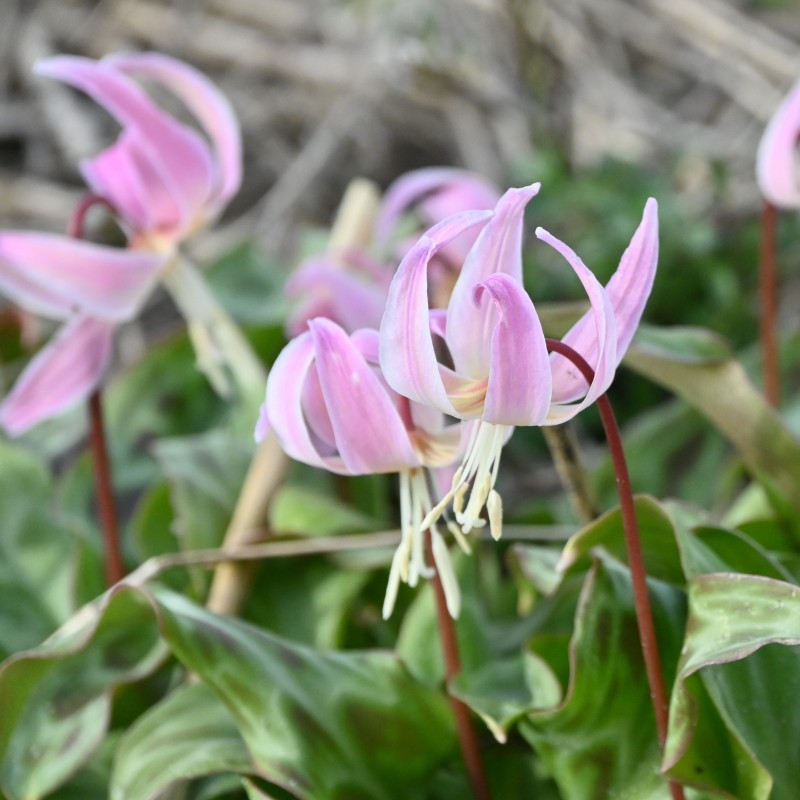 Erythronium x revolutum 'Rosy Wing'