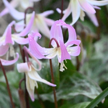 Erythronium x revolutum 'Rosy Wing'