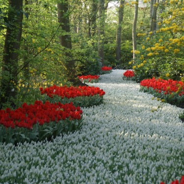 Muscari aucheri 'White Magic'