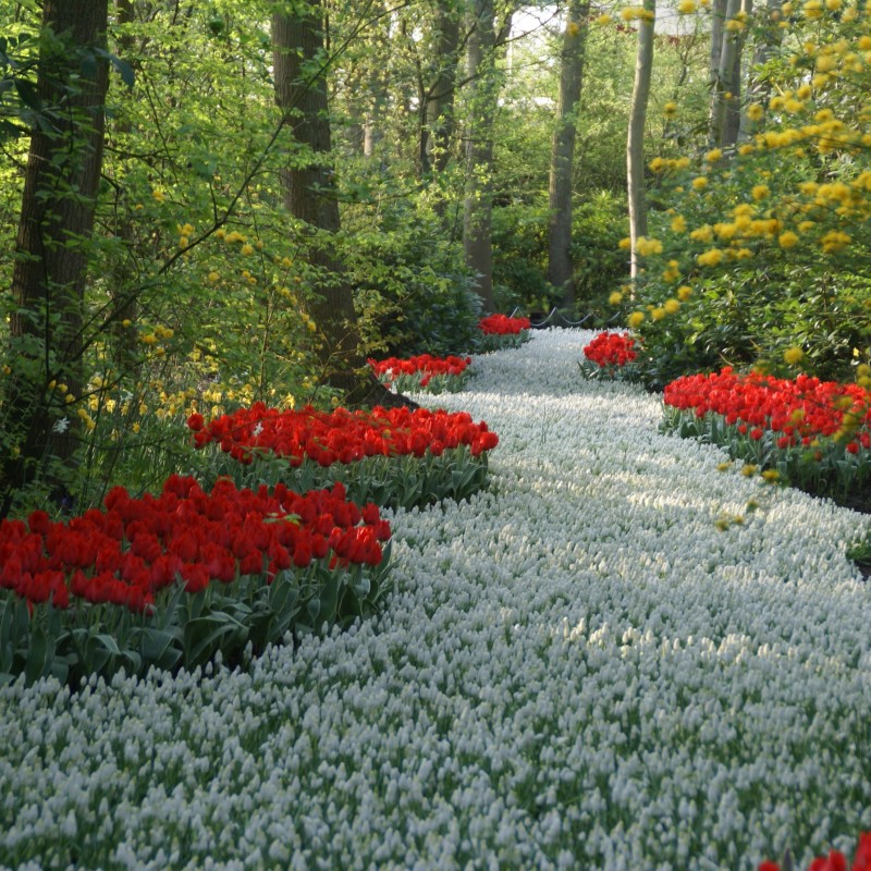 Muscari aucheri 'White Magic'