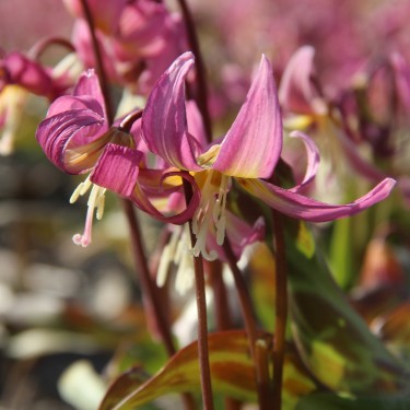 Erythronium x revolutum ‘Grand Old Man’